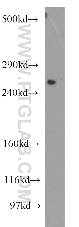 Western Blot (WB) analysis of MCF-7 cells using PCNXL2 Polyclonal antibody (20417-1-AP)
