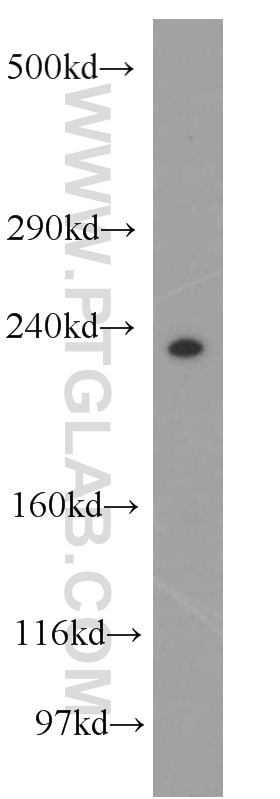 Western Blot (WB) analysis of HeLa cells using PCNXL2 Polyclonal antibody (20417-1-AP)