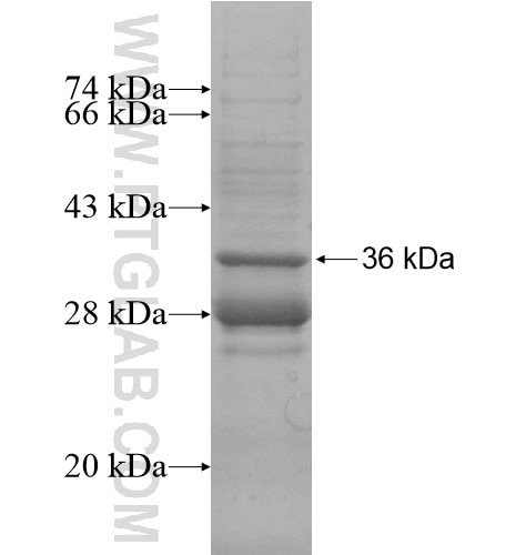 PCNXL2 fusion protein Ag14161 SDS-PAGE