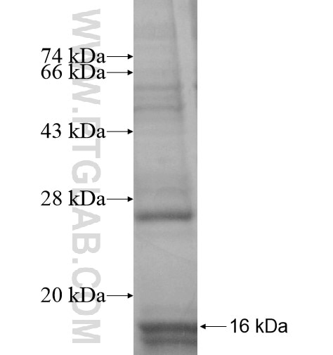 PCNXL2 fusion protein Ag14845 SDS-PAGE