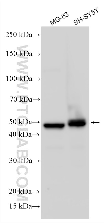 Western Blot (WB) analysis of various lysates using PCOLCE Polyclonal antibody (14993-1-AP)