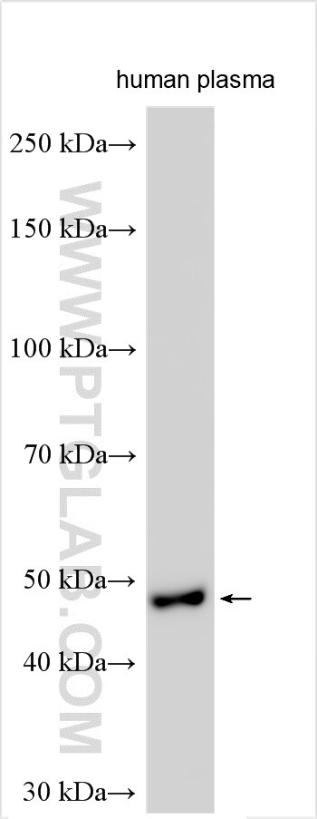 WB analysis using 28826-1-AP