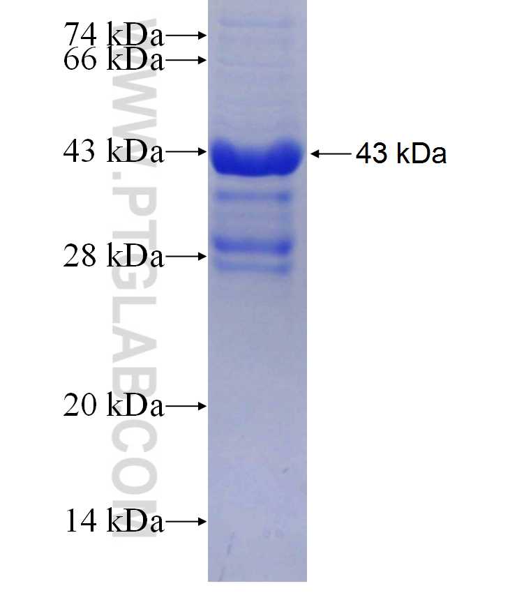 PCOLCE fusion protein Ag29719 SDS-PAGE