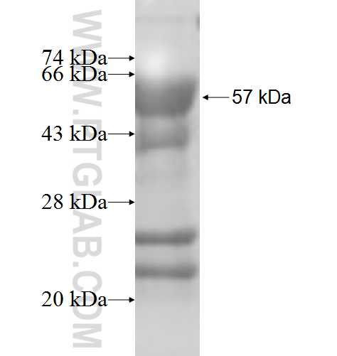 PCOLCE fusion protein Ag6979 SDS-PAGE