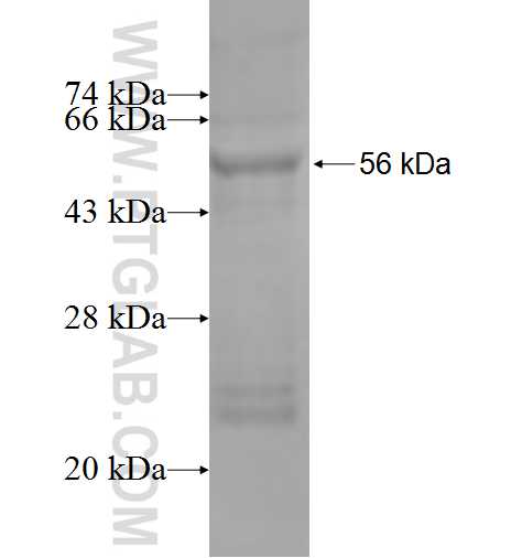 PCOLCE2 fusion protein Ag0879 SDS-PAGE