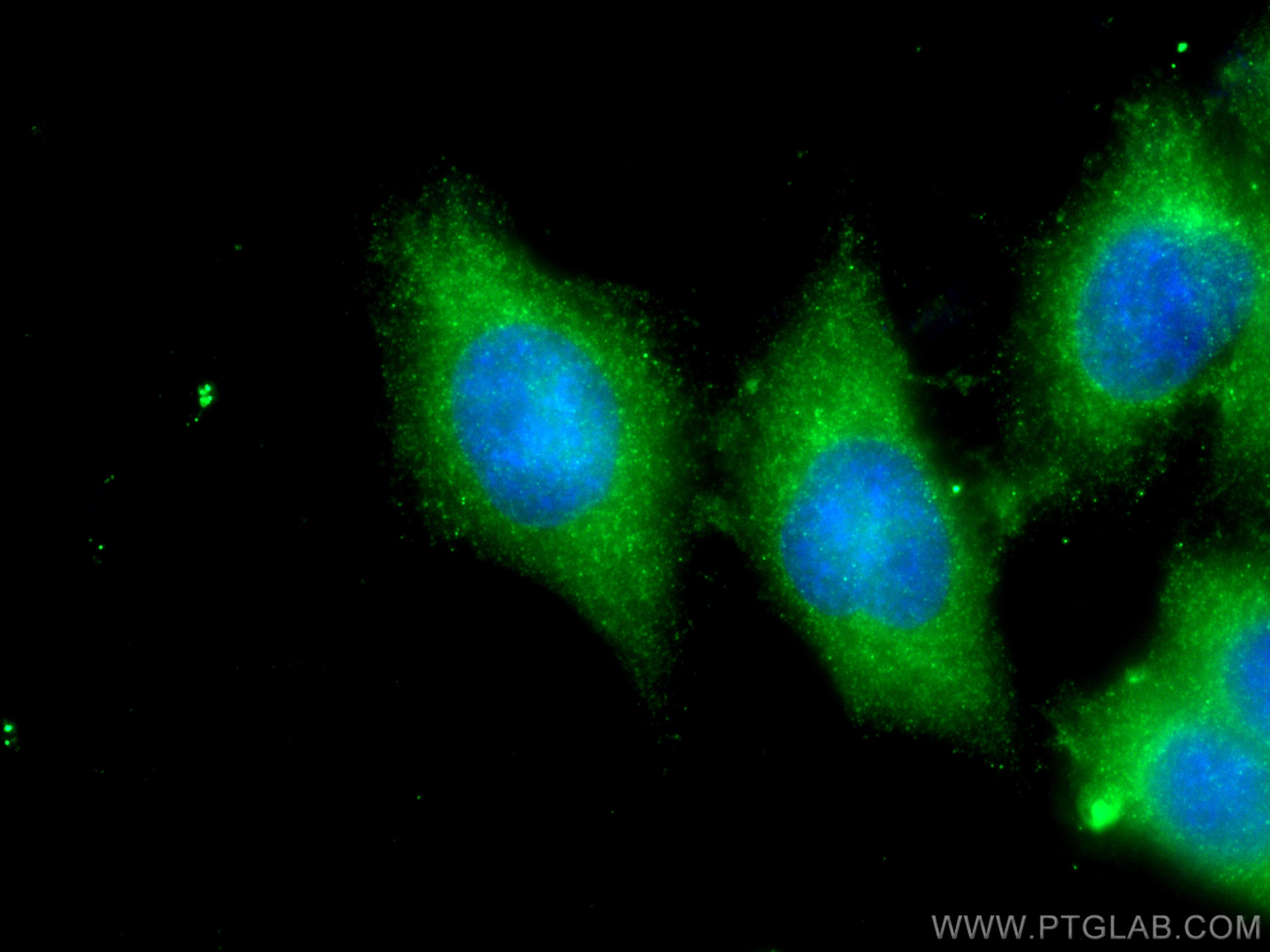 Immunofluorescence (IF) / fluorescent staining of PC-3 cells using PCOTH Polyclonal antibody (24564-1-AP)