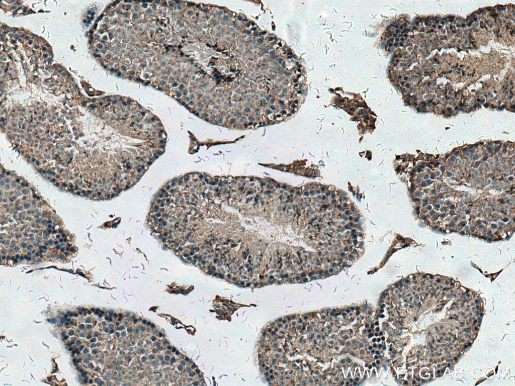 Immunohistochemistry (IHC) staining of mouse testis tissue using PCOTH Polyclonal antibody (24564-1-AP)