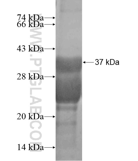 PCOTH fusion protein Ag20092 SDS-PAGE