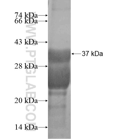 PCOTH fusion protein Ag20092 SDS-PAGE