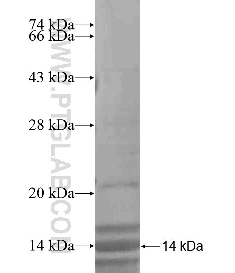 PCOTH fusion protein Ag20282 SDS-PAGE