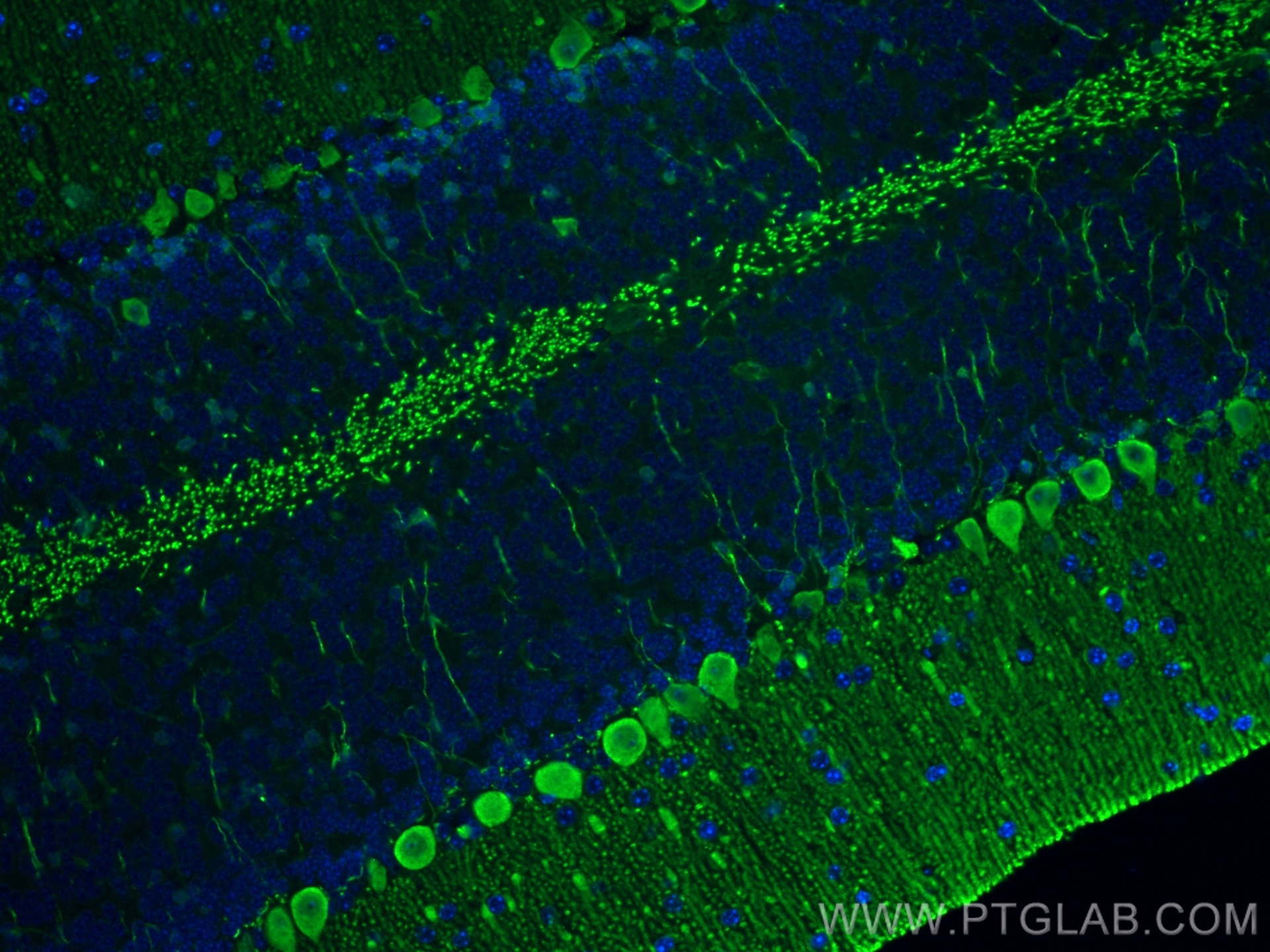 Immunofluorescence (IF) / fluorescent staining of mouse cerebellum tissue using PCP2 Polyclonal antibody (13774-1-AP)
