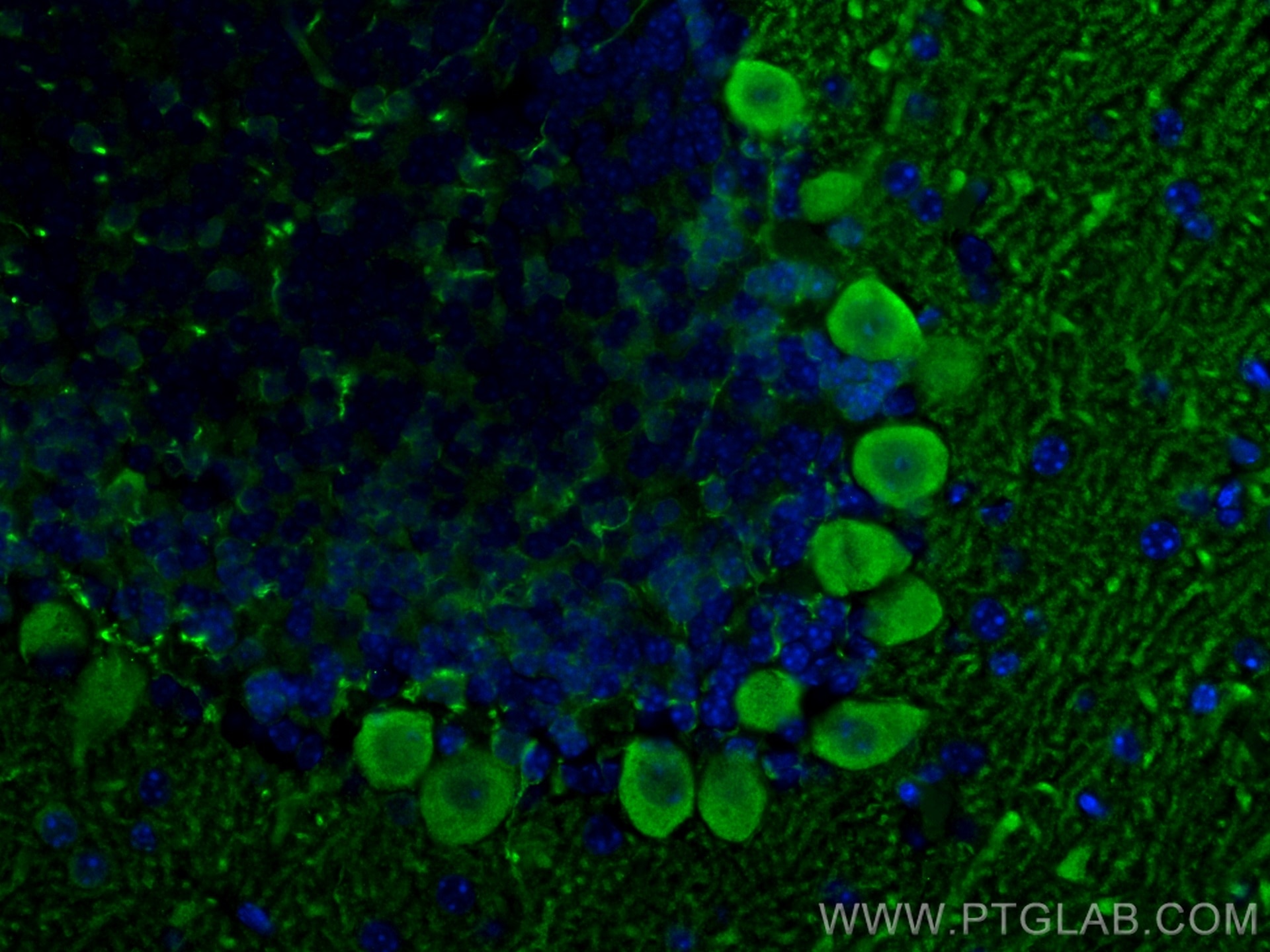 Immunofluorescence (IF) / fluorescent staining of mouse cerebellum tissue using PCP2 Polyclonal antibody (13774-1-AP)