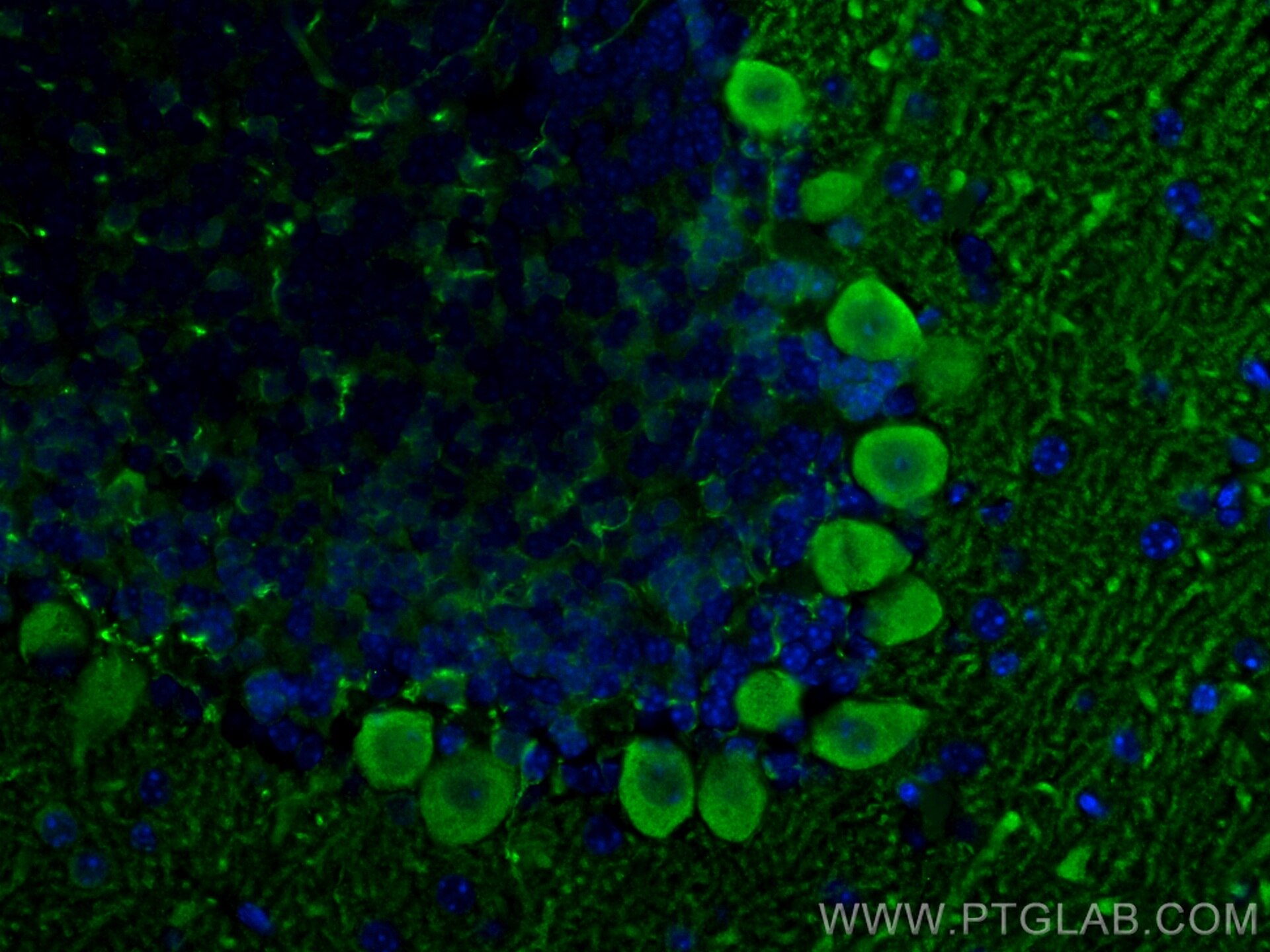 Immunofluorescence (IF) / fluorescent staining of mouse cerebellum tissue using PCP2 Polyclonal antibody (13774-1-AP)