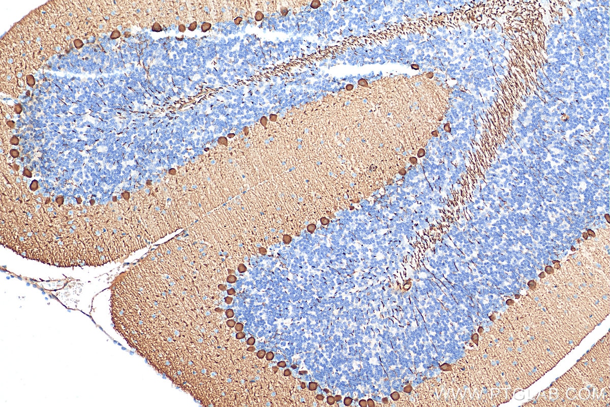Immunohistochemistry (IHC) staining of mouse cerebellum tissue using PCP2 Polyclonal antibody (13774-1-AP)