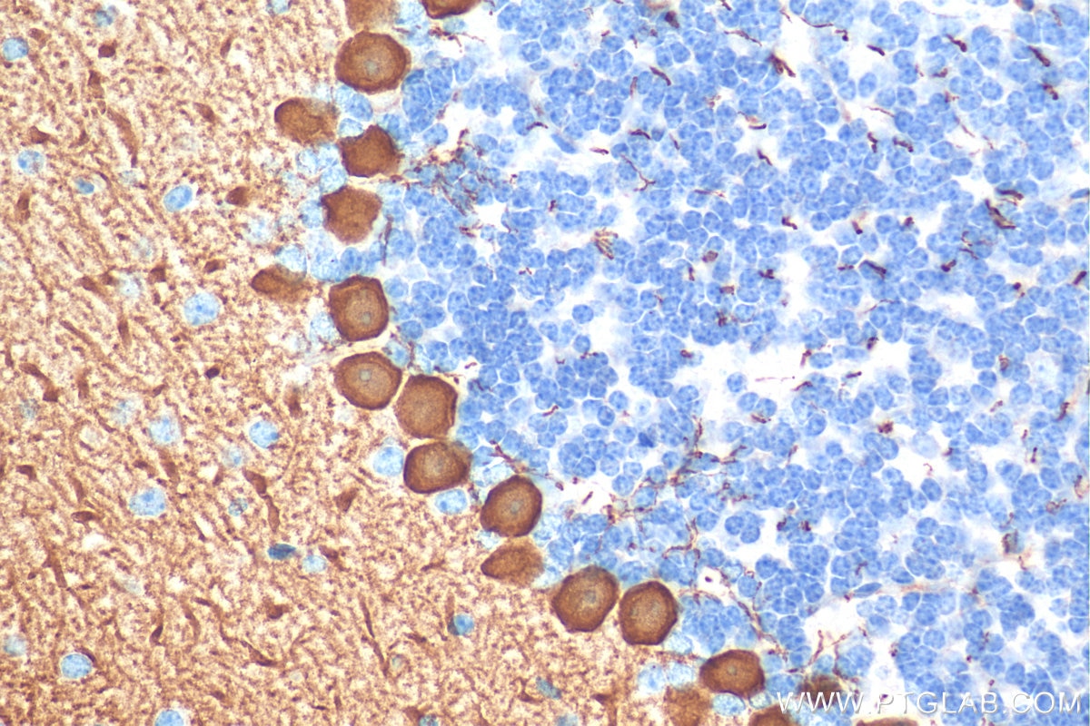 Immunohistochemistry (IHC) staining of mouse cerebellum tissue using PCP2 Polyclonal antibody (13774-1-AP)