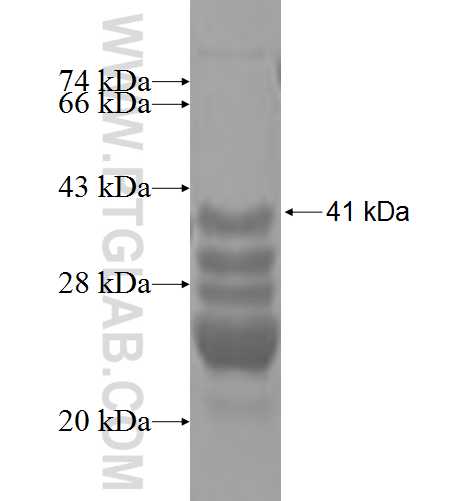 PCP2 fusion protein Ag4759 SDS-PAGE