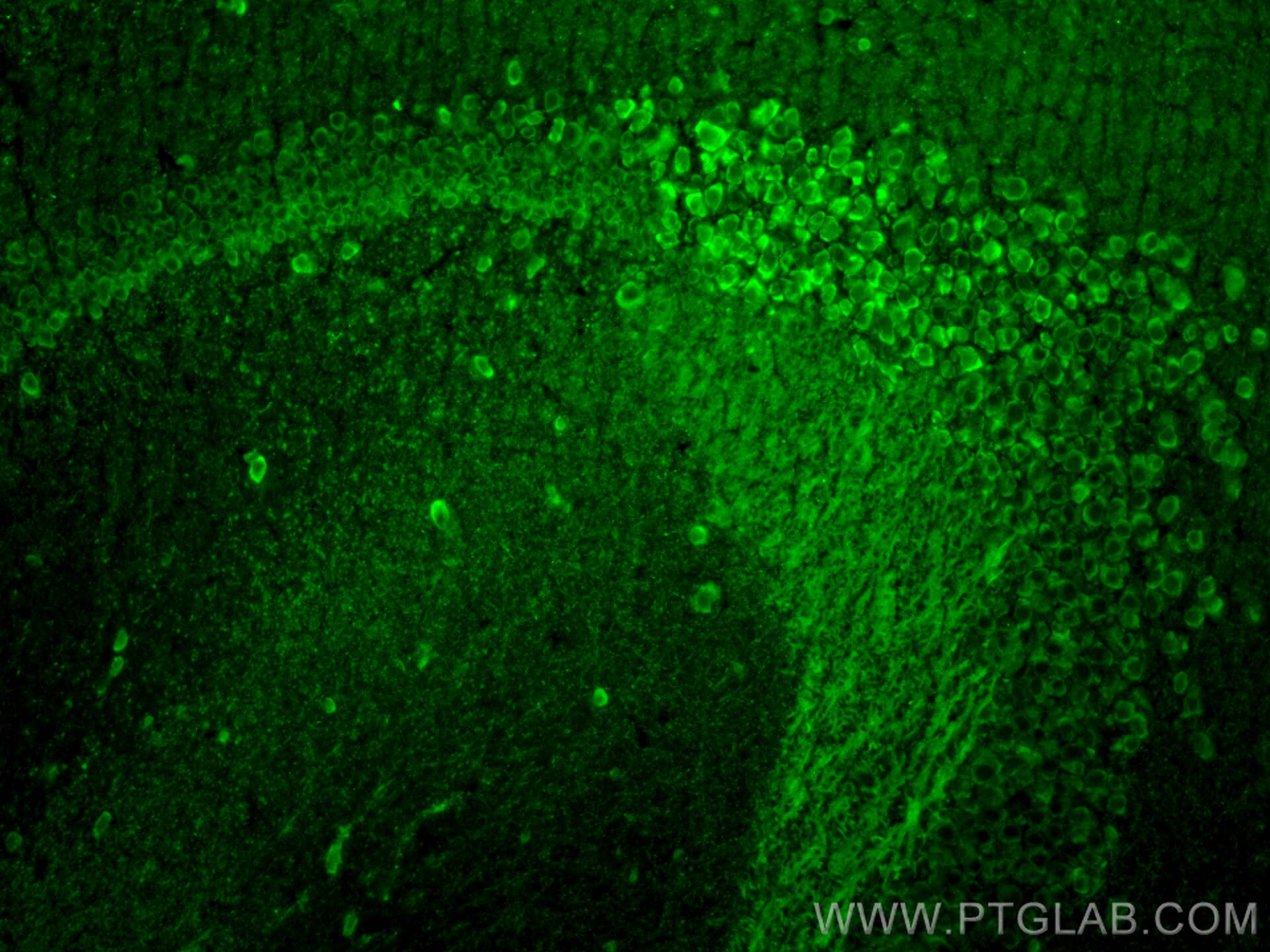 Immunofluorescence (IF) / fluorescent staining of mouse brain tissue using PCP4 Polyclonal antibody (14705-1-AP)