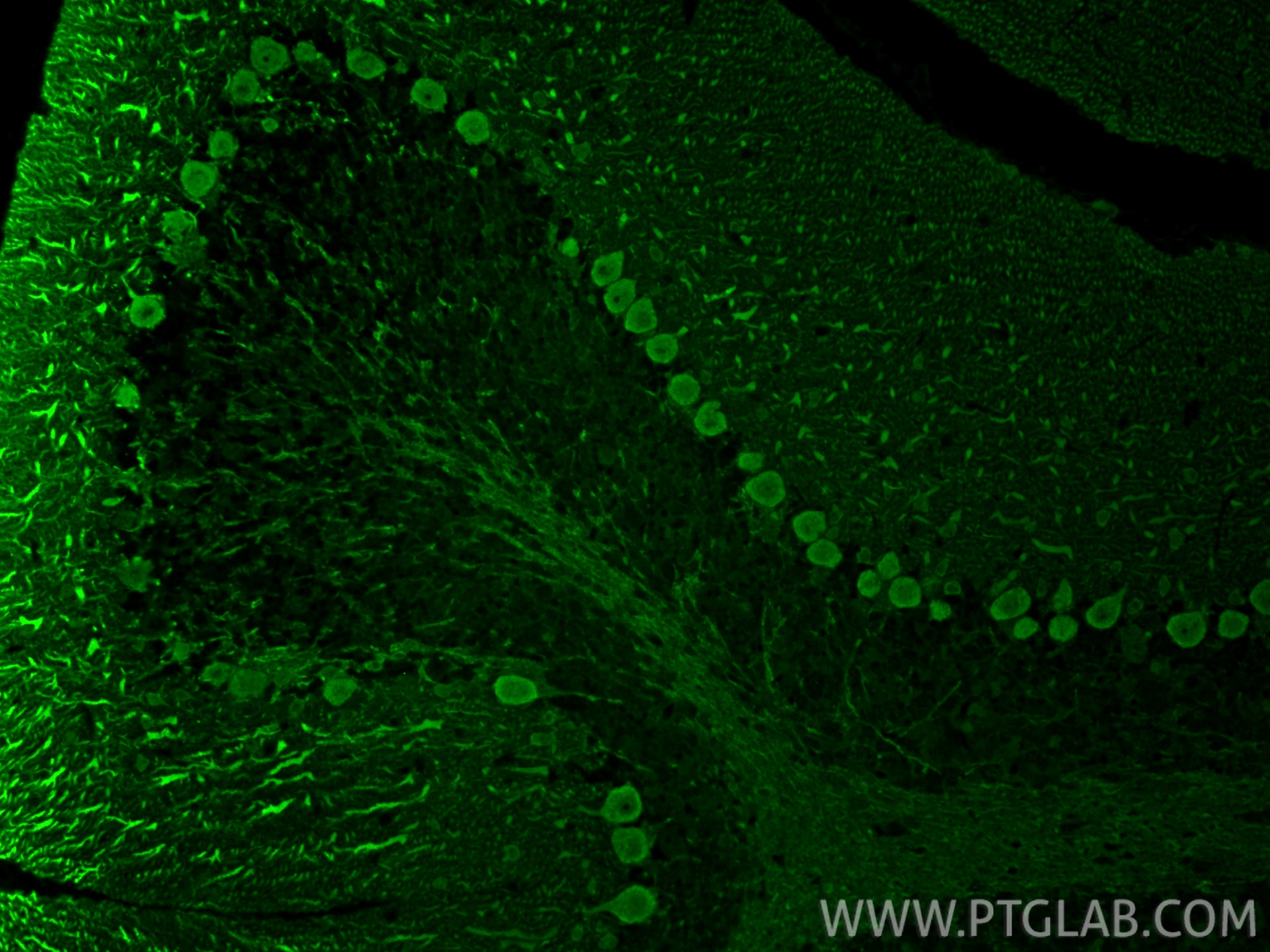 Immunofluorescence (IF) / fluorescent staining of mouse cerebellum tissue using PCP4 Polyclonal antibody (14705-1-AP)
