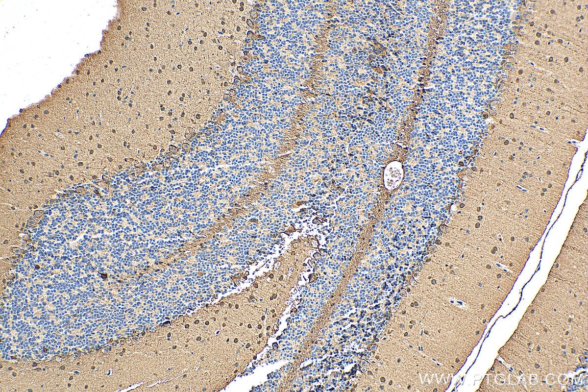 Immunohistochemistry (IHC) staining of mouse cerebellum tissue using PCP4 Polyclonal antibody (14705-1-AP)