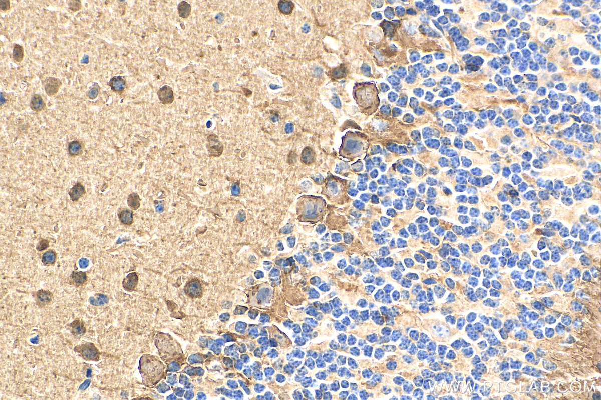 Immunohistochemistry (IHC) staining of mouse cerebellum tissue using PCP4 Polyclonal antibody (14705-1-AP)