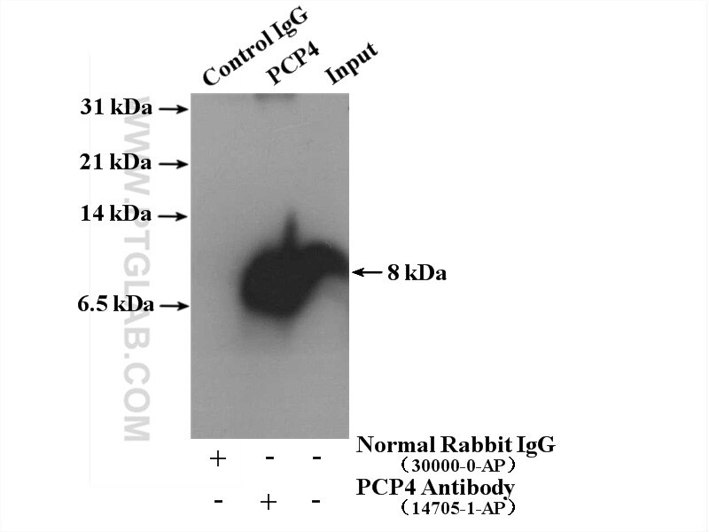 Immunoprecipitation (IP) experiment of mouse brain tissue using PCP4 Polyclonal antibody (14705-1-AP)