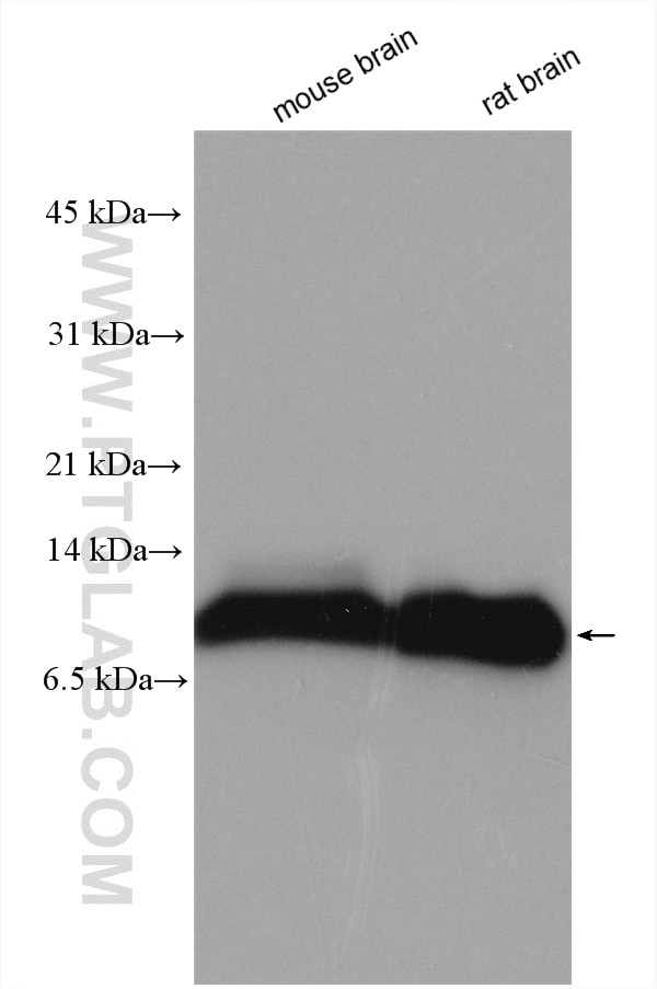Western Blot (WB) analysis of various lysates using PCP4 Polyclonal antibody (14705-1-AP)