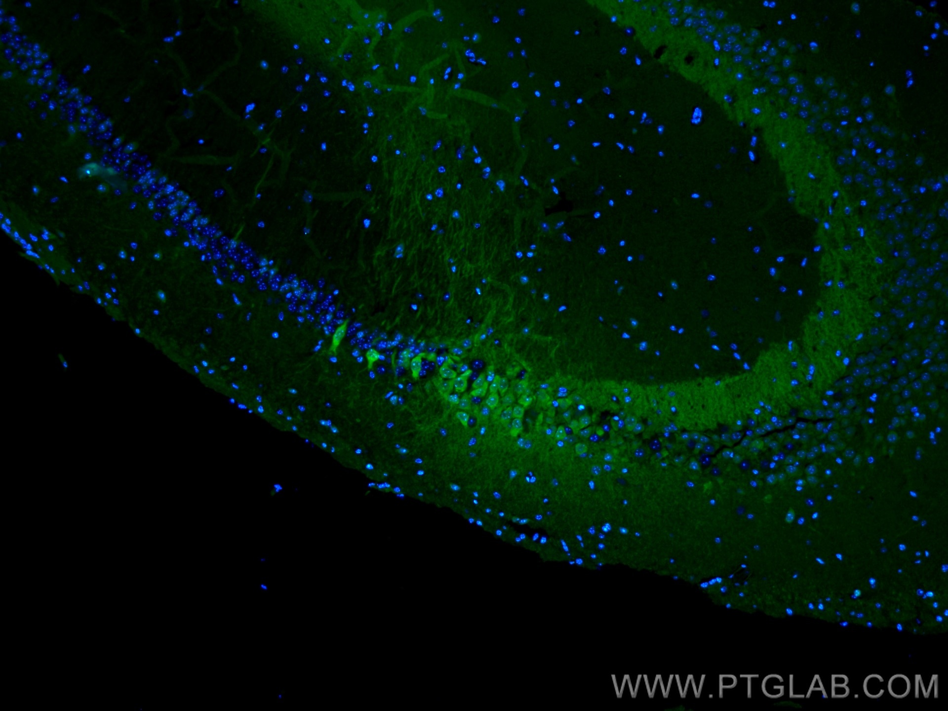 Immunofluorescence (IF) / fluorescent staining of mouse brain tissue using CoraLite® Plus 488-conjugated PCP4 Polyclonal anti (CL488-14705)