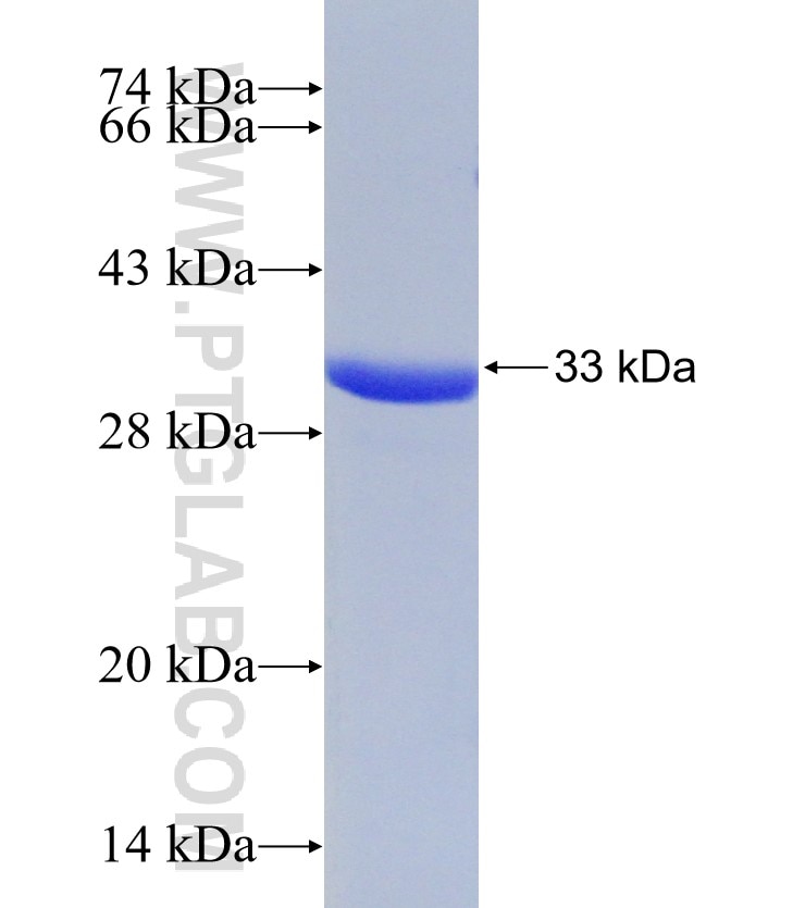 PCP4 fusion protein Ag6388 SDS-PAGE