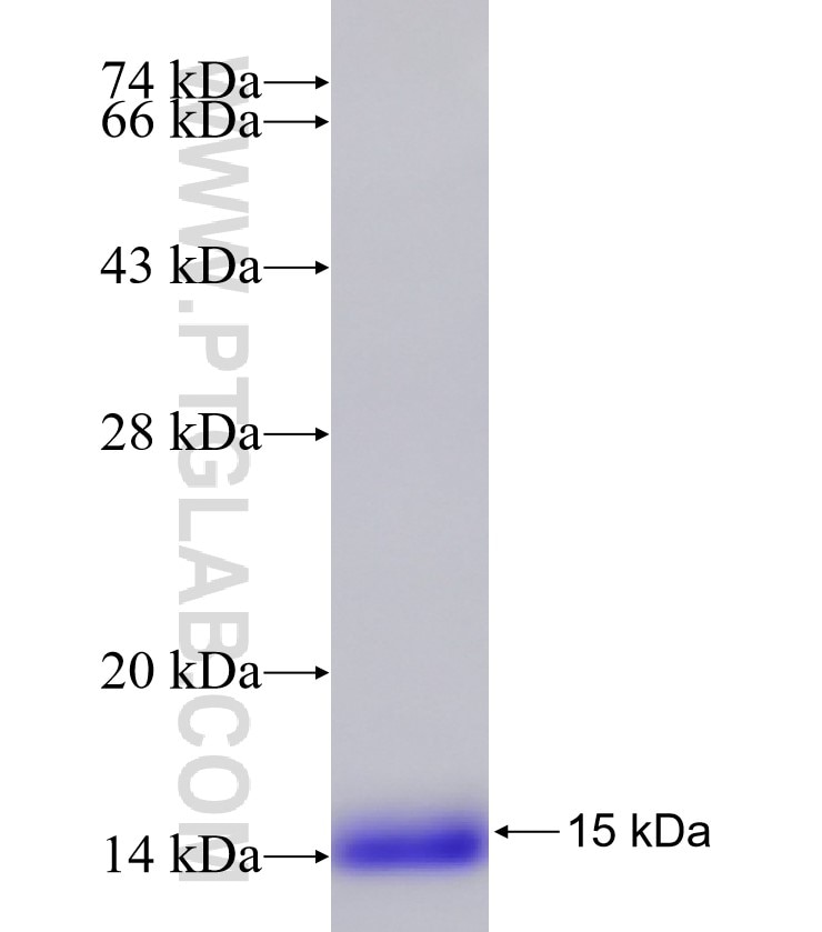PCP4 fusion protein Ag7247 SDS-PAGE