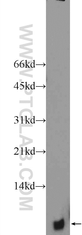 Western Blot (WB) analysis of mouse brain tissue using PCP4L1 Polyclonal antibody (25933-1-AP)