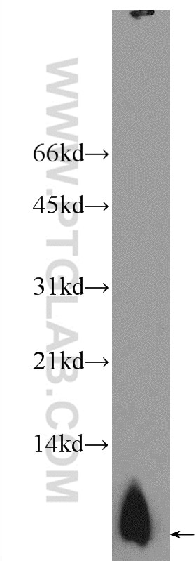 Western Blot (WB) analysis of mouse brain tissue using PCP4L1 Polyclonal antibody (25933-1-AP)