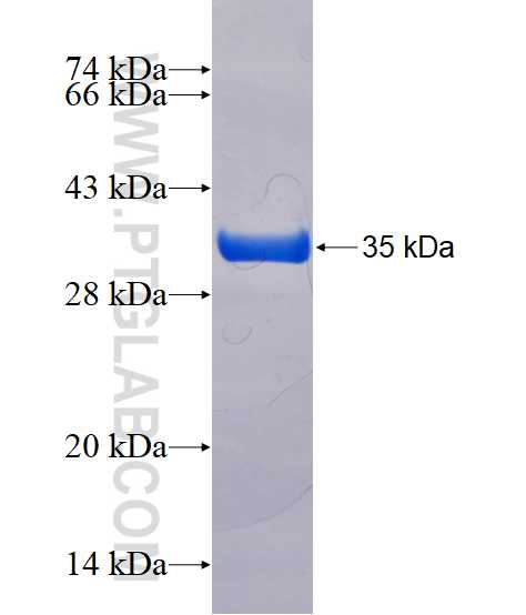PCP4L1 fusion protein Ag23061 SDS-PAGE