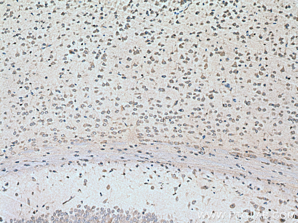 IHC staining of mouse brain using 28219-1-AP