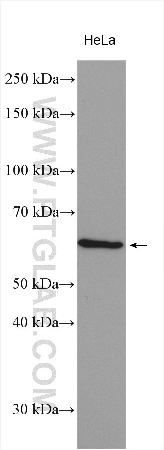 PCSK1