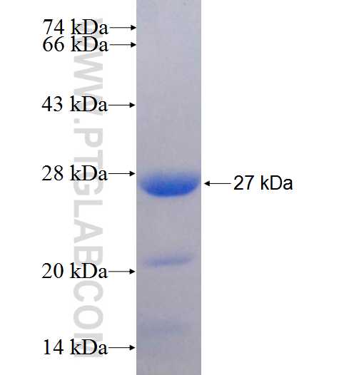 PCSK1 fusion protein Ag25589 SDS-PAGE