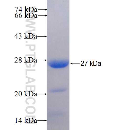 PCSK1 fusion protein Ag25589 SDS-PAGE