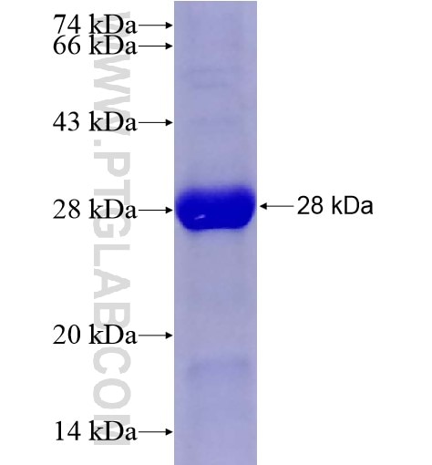 PCSK1 fusion protein Ag28214 SDS-PAGE