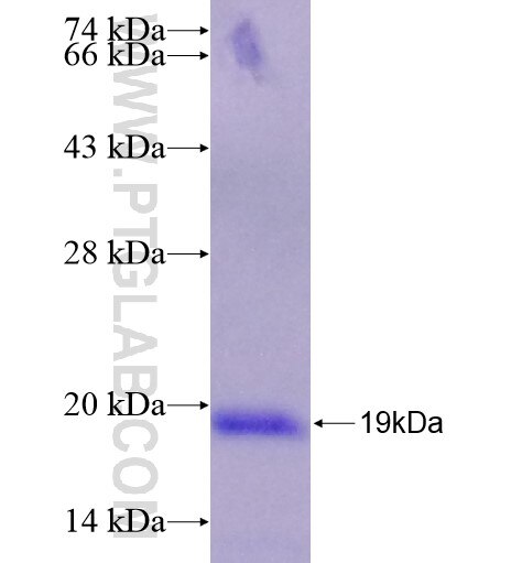 PCSK1 fusion protein Ag28319 SDS-PAGE