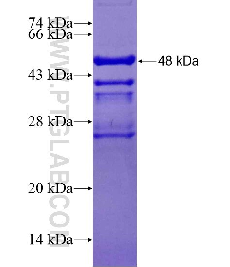PCSK1 fusion protein Ag20063 SDS-PAGE