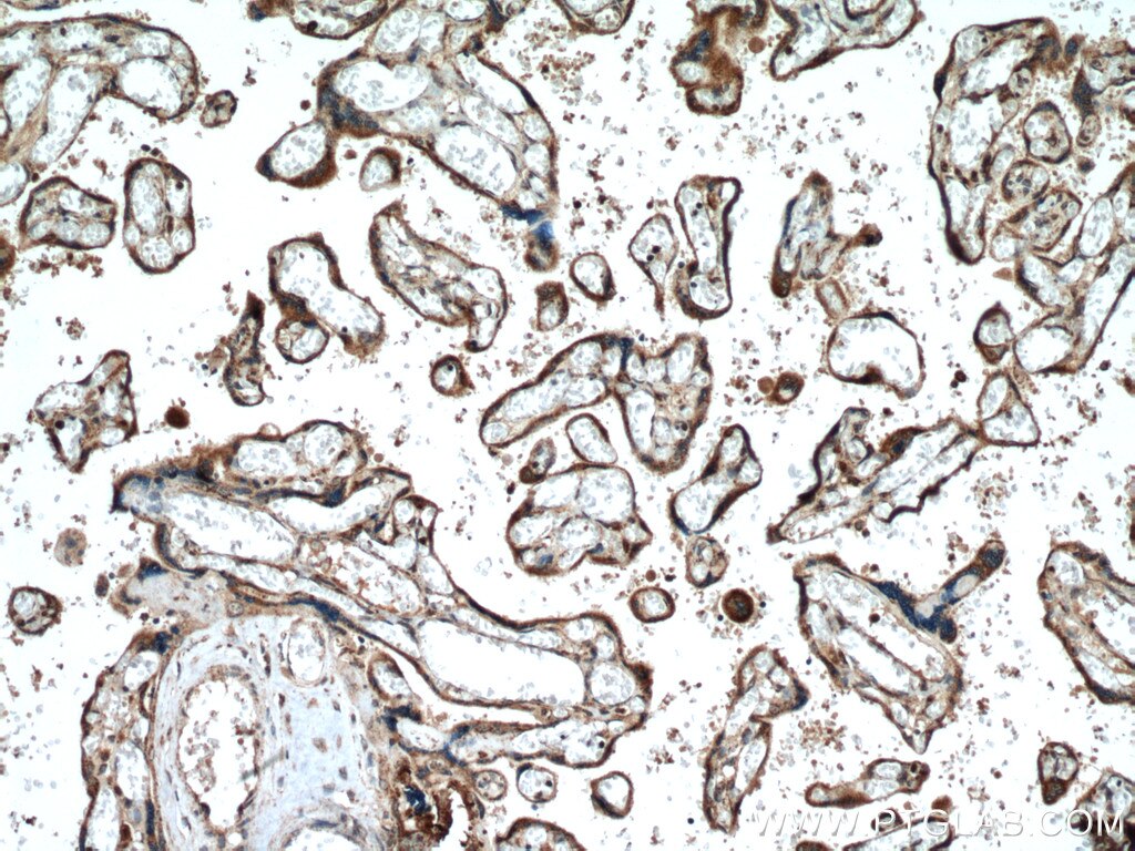 Immunohistochemistry (IHC) staining of human placenta tissue using PCSK4 Polyclonal antibody (15106-1-AP)