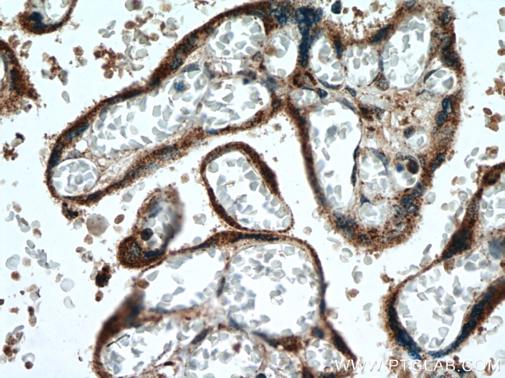 Immunohistochemistry (IHC) staining of human placenta tissue using PCSK4 Polyclonal antibody (15106-1-AP)
