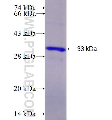 PCSK4 fusion protein Ag8023 SDS-PAGE