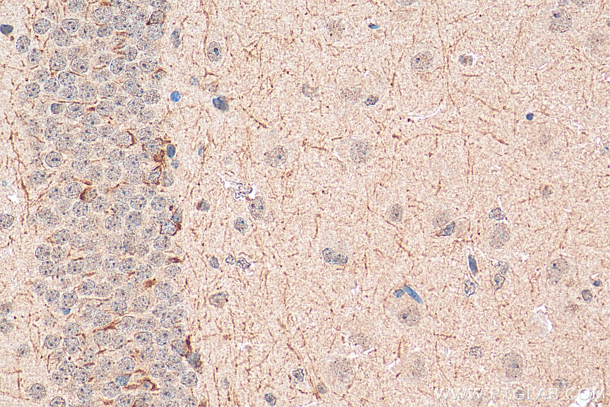 Immunohistochemistry (IHC) staining of mouse brain tissue using PCSK5 Polyclonal antibody (16470-1-AP)