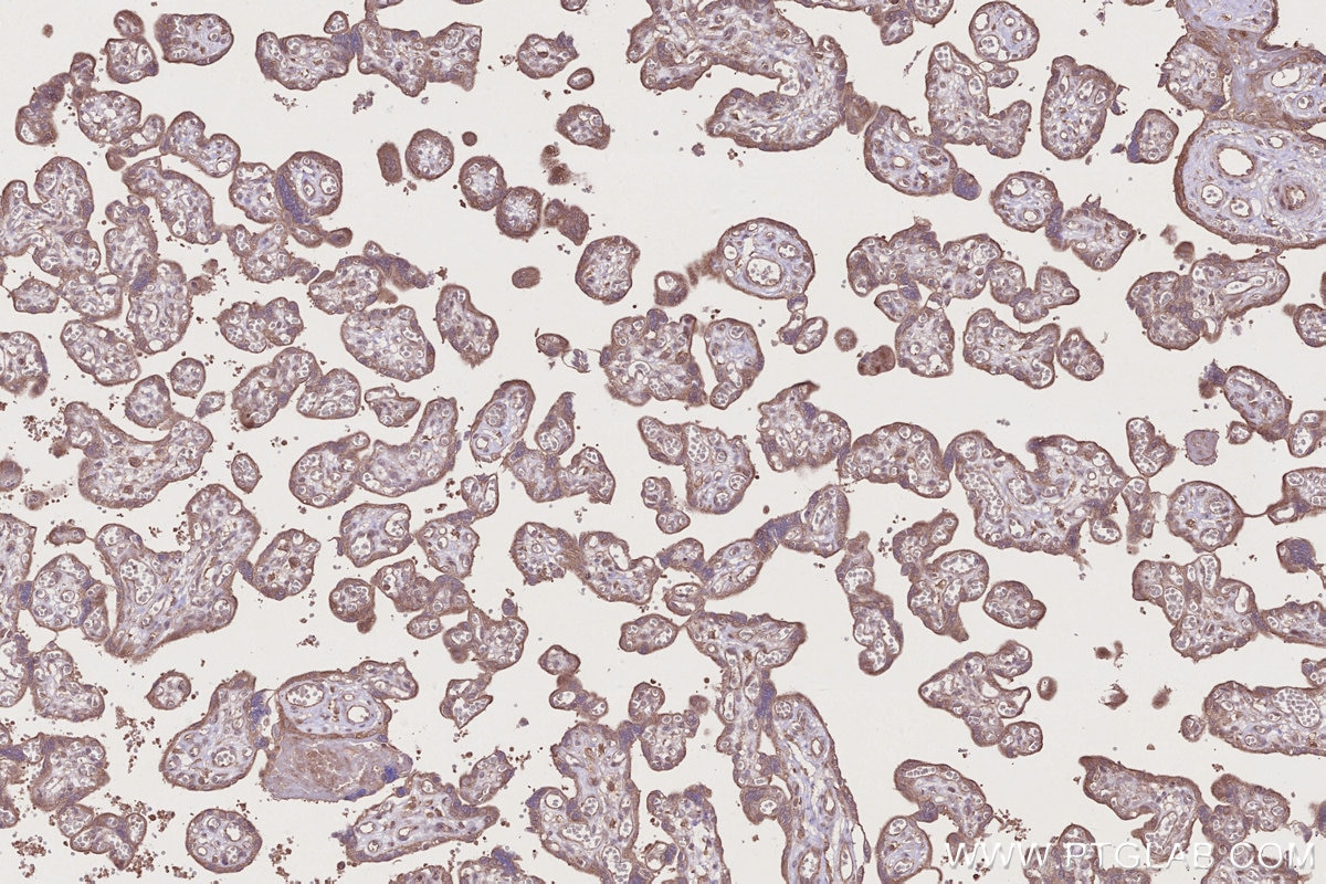 Immunohistochemistry (IHC) staining of human placenta tissue using PCSK5 Polyclonal antibody (16470-1-AP)