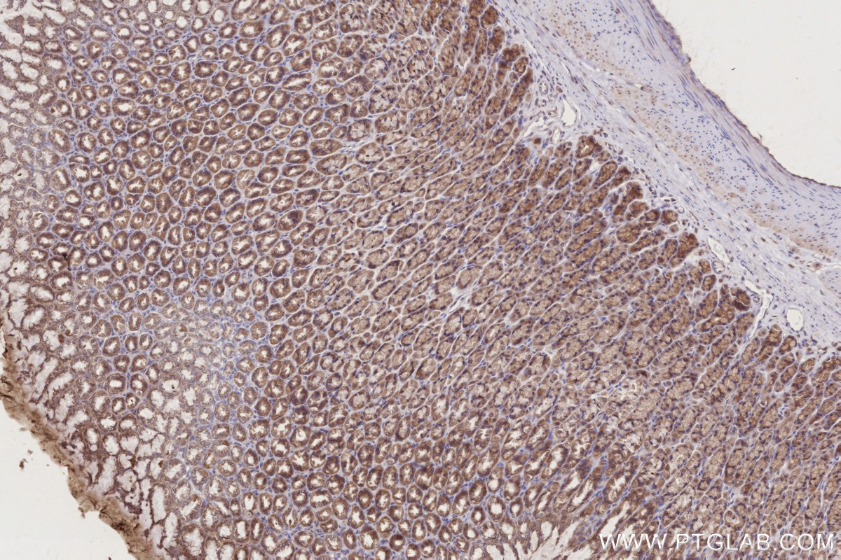 Immunohistochemistry (IHC) staining of rat stomach tissue using PCSK5 Polyclonal antibody (16470-1-AP)