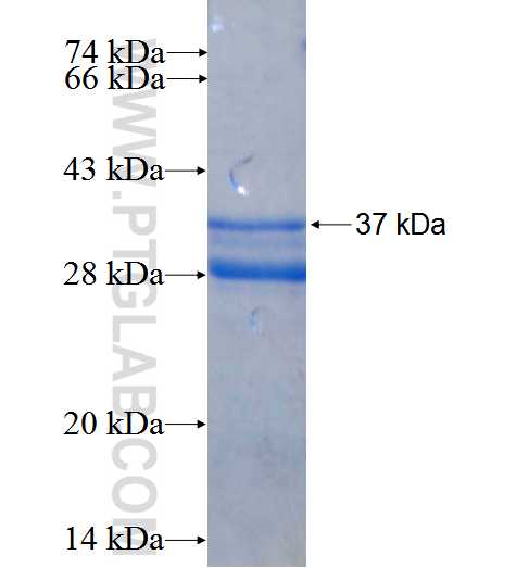 PCSK6 fusion protein Ag26271 SDS-PAGE