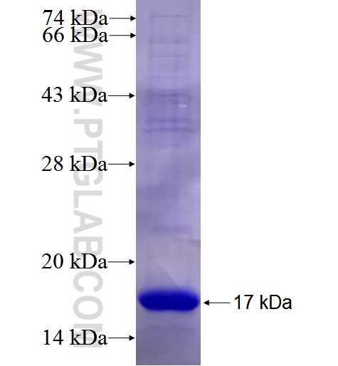 PCSK6 fusion protein Ag26288 SDS-PAGE