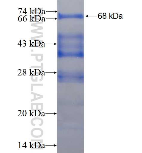 PCSK7 fusion protein Ag2674 SDS-PAGE
