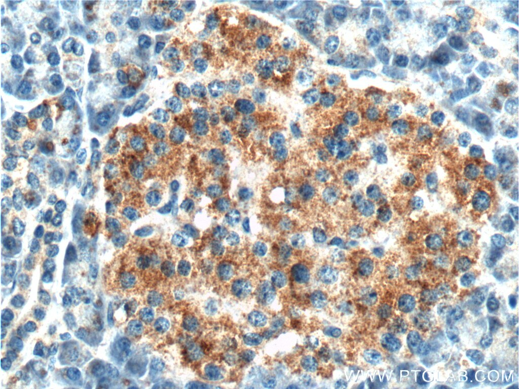 Immunohistochemistry (IHC) staining of human pancreas tissue using PCTAIRE1 Polyclonal antibody (10102-1-AP)