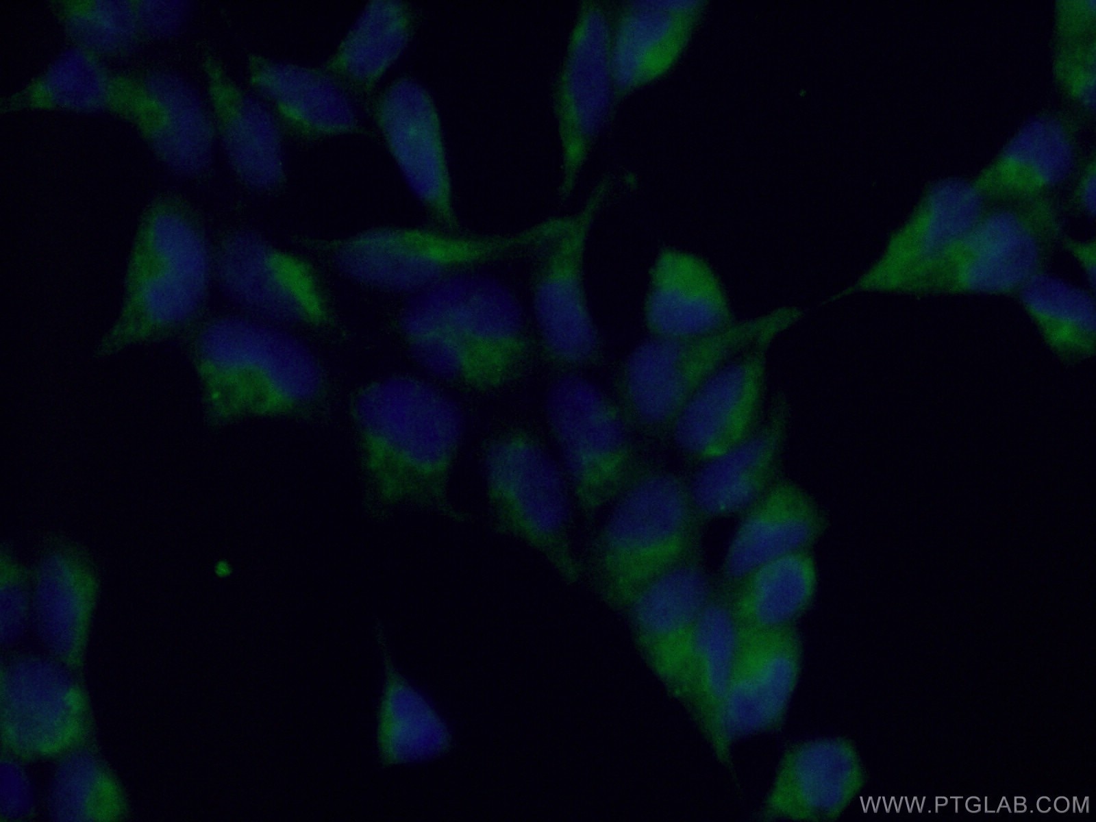 Immunofluorescence (IF) / fluorescent staining of HEK-293 cells using PCTAIRE3 Polyclonal antibody (12207-1-AP)